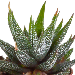 House of cactus Gasteria/Haworthia mix 5,5cm - in witte pot - 5x (8720618070128)