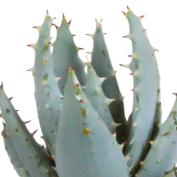 House of cactus Gasteria/Haworthia mix 5,5cm - in witte pot - 5x (8720618070128)