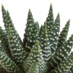 House of cactus Gasteria/Haworthia mix 5,5cm - in witte pot - 5x (8720618070128)