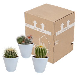House of cactus Bolcactus mix 8,5 cm | 3 stuks - in witte pot (8720618070159)