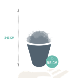 House of cactus Bolcactus mix 8,5 cm | 3 stuks - in witte pot (8720618070159)