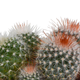 House of cactus Bolcactus mix 8,5 cm | 3 stuks - in witte pot (8720618070159)