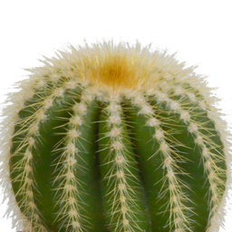House of cactus Bolcactus mix 8,5 cm | 3 stuks - in witte pot (8720618070159)