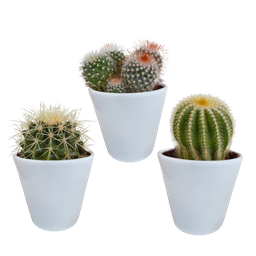 House of cactus Bolcactus mix 8,5 cm | 3 stuks - in witte pot (8720618070159)
