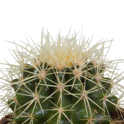 House of cactus Bolcactus mix 8,5 cm | 3 stuks - in witte pot (8720618070159)