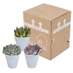 House of cactus Echeveria mix 8.5 cm - 3x - in witte pot (8720618070173)