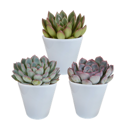 House of cactus Echeveria mix 8.5 cm - 3x - in witte pot (8720618070173)