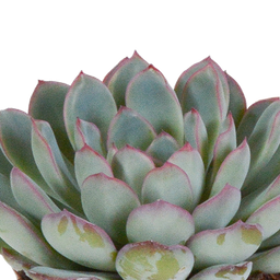 House of cactus Echeveria mix 8.5 cm - 3x - in witte pot (8720618070173)
