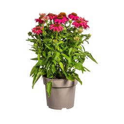 Echinacea Purpurea Purple Ø19cm - ↕60 (49990)
