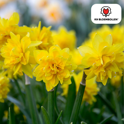 Kh bloembollen Narcis Tête de Luxe 25 stuks (51385)