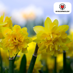 Kh bloembollen Narcis Tête de Luxe 25 stuks (51385)