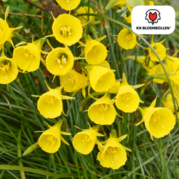 Kh bloembollen Narcis Golden Bells 25 stuks (51389)