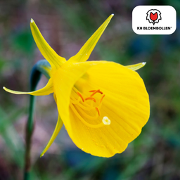 Kh bloembollen Narcis Golden Bells 25 stuks (51389)