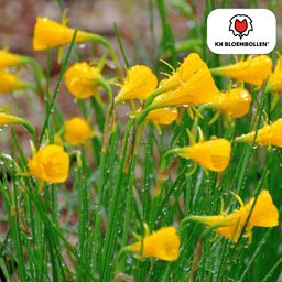 Kh bloembollen Narcis Golden Bells 25 stuks (51389)
