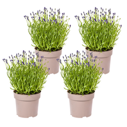4x Lavandula Angustifolia Ø19cm - ↕40 (50073)