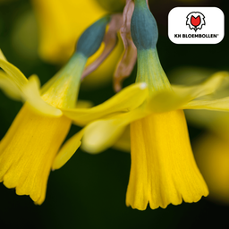 Kh bloembollen Narcis Tête à Tête 25 stuks (51383)