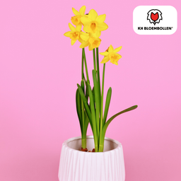 Kh bloembollen Narcis Tête à Tête 25 stuks (51383)