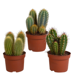 House of cactus Cereus mix 10,5cm - 3x - zonder pot (8720387961412)