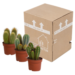 House of cactus Cereus mix 10,5cm - 3x - zonder pot (8720387961412)