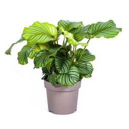 Calathea Orbifolia Ø27cm - ↕70 (4250308313715)