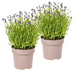 2x Lavandula Angustifolia Ø19cm - ↕40 (49835)