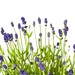 2x Lavandula Angustifolia Ø19cm - ↕40 (49835)