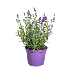 8x Lavandula Angustifolia Ø13cm - ↕30 (4250308309213)