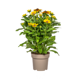 Rudbeckia Summerina Ø19cm - ↕45 (4250308309138)