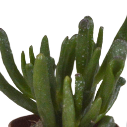 House of cactus Vetplanten mix 5.5 cm - 10x - zonder pot (8720387961818)