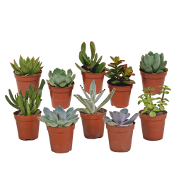 House of cactus Vetplanten mix 5.5 cm - 10x - zonder pot (8720387961818)