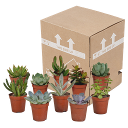 House of cactus Vetplanten mix 5.5 cm - 10x - zonder pot (8720387961818)