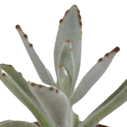 House of cactus Vetplanten mix 5.5 cm - 10x - zonder pot (8720387961818)