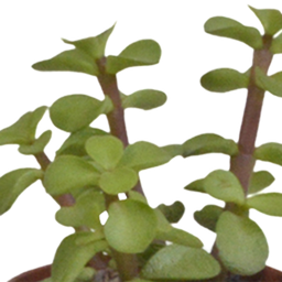 House of cactus Vetplanten mix 5.5 cm - 10x - zonder pot (8720387961818)