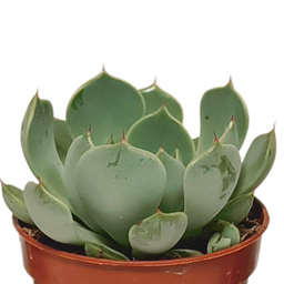 House of cactus Vetplanten mix 5.5 cm - 10x - zonder pot (8720387961818)