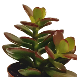 House of cactus Vetplanten mix 5.5 cm - 10x - zonder pot (8720387961818)