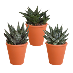 House of cactus Gasteria/Haworthia mix 8,5cm - 3x - in terracotta pot (8720387961351)