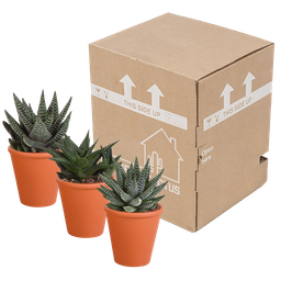House of cactus Gasteria/Haworthia mix 8,5cm - 3x - in terracotta pot (8720387961351)