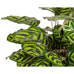 Calathea Makoyana Ø27cm - ↕60 (4250308313692)