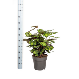 Calathea Makoyana Ø27cm - ↕60 (4250308313692)