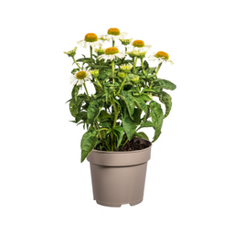Echinacea Purpurea White Ø19cm - ↕60 (49992)