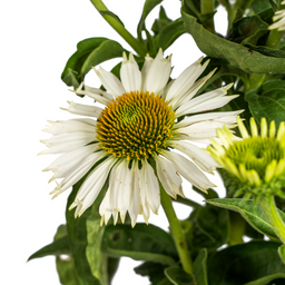 Echinacea Purpurea White Ø19cm - ↕60 (49992)
