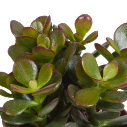 House of cactus Crassula mix 8.5 cm - 3x - in witte pot (8720618070166)