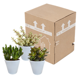 House of cactus Crassula mix 8.5 cm - 3x - in witte pot (8720618070166)