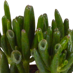 House of cactus Crassula mix 8.5 cm - 3x - in witte pot (8720618070166)