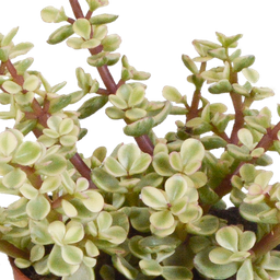 House of cactus Crassula mix 8.5 cm - 3x - in witte pot (8720618070166)