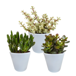 House of cactus Crassula mix 8.5 cm - 3x - in witte pot (8720618070166)