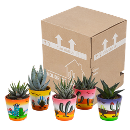 House of cactus Gasteria/Haworthia mix 5,5cm - 5x - in Mexicaanse pot (8720387961122)