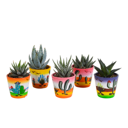 House of cactus Gasteria/Haworthia mix 5,5cm - 5x - in Mexicaanse pot (8720387961122)