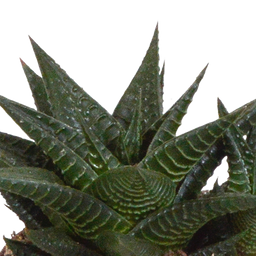 House of cactus Gasteria/Haworthia mix 8,5cm - 3x - in witte pot (8720618070180)