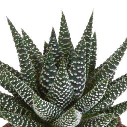 House of cactus Gasteria/Haworthia mix 8,5cm - 3x - in witte pot (8720618070180)
